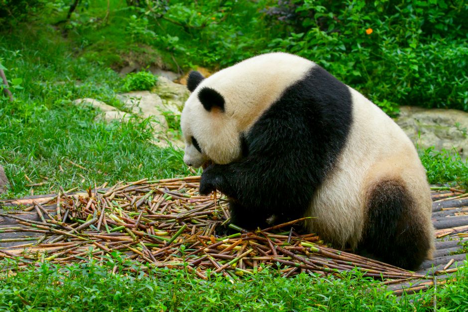 Chengdu Panda Base 大熊猫基地