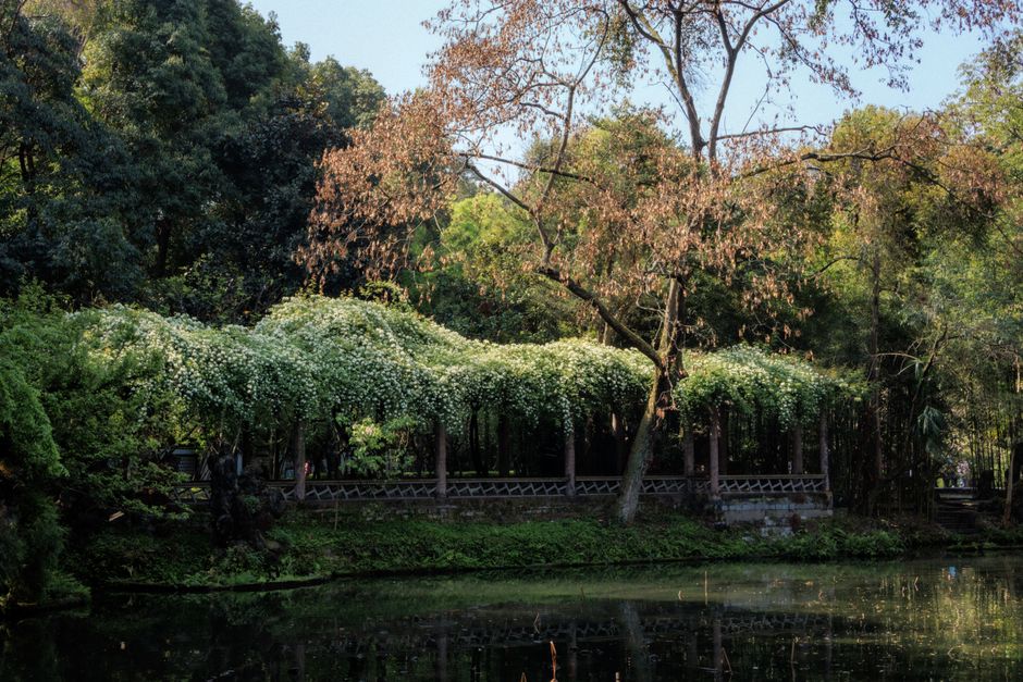 Mount Qingcheng 青城山