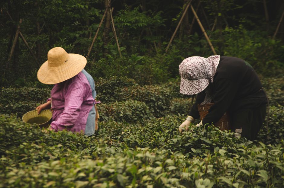 Longjing Tea Village 龙井村