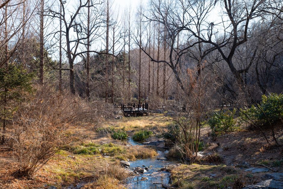 Nine Creeks Meandering Through a Misty Forest 九溪烟树