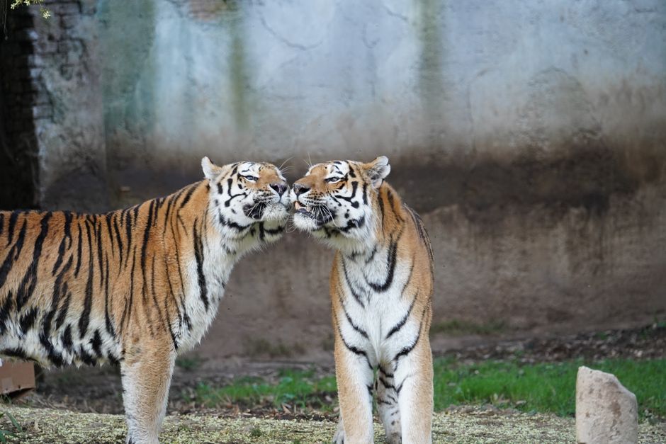 Siberian Tiger Park 东北虎林园