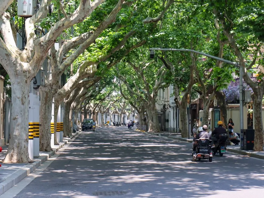 French Concession Shanghai — Wukang Road tree-lined boulevard